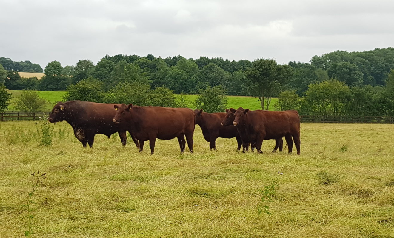 Regenerative Agriculture Lincoln Red Cattle Grazing in a grass field