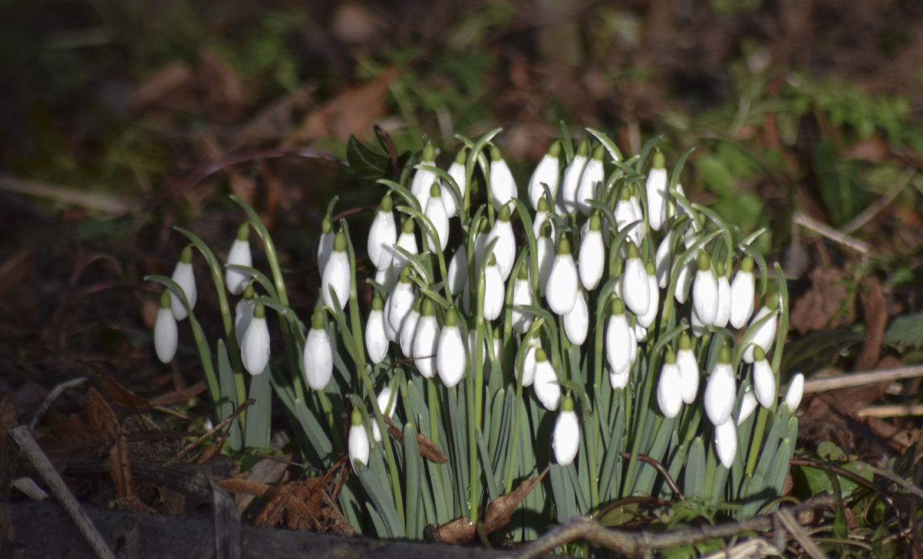 Snowdrops