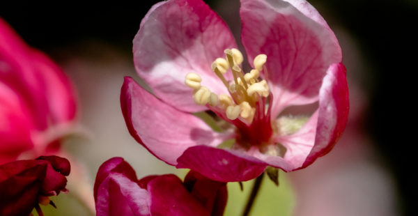 apple blossom