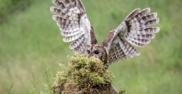 tawny owl