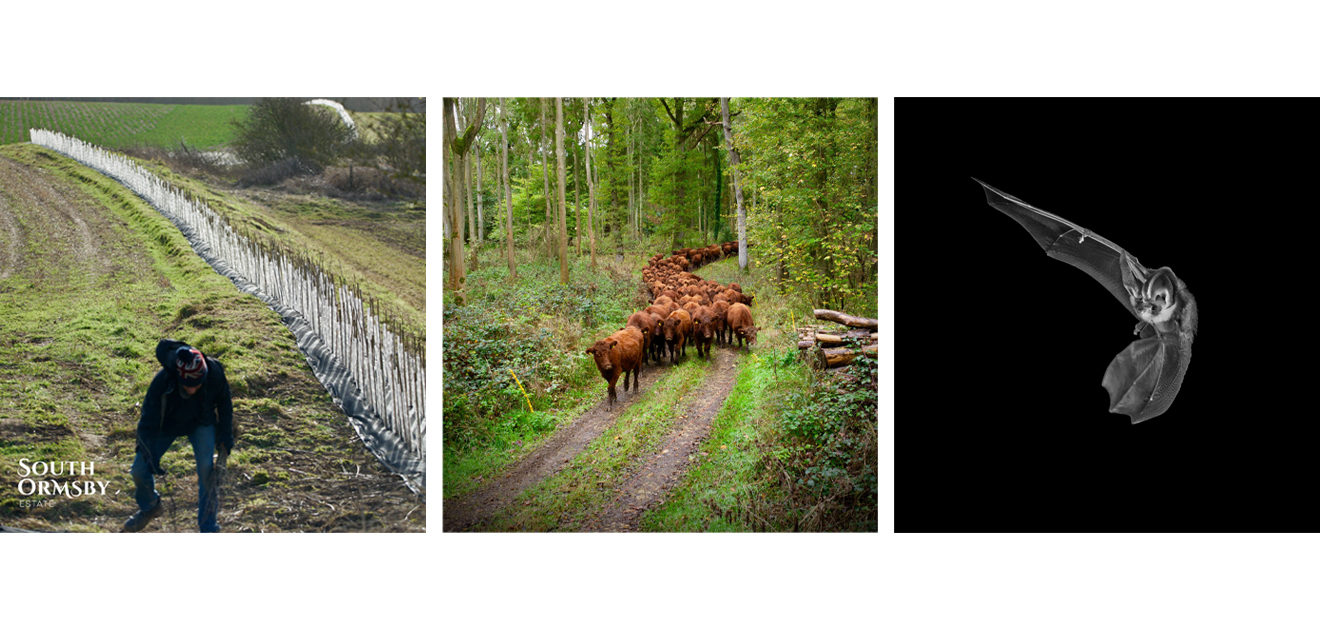 hedge laying, cattle, bat