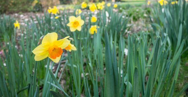 daffodils