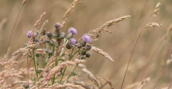 dry grass