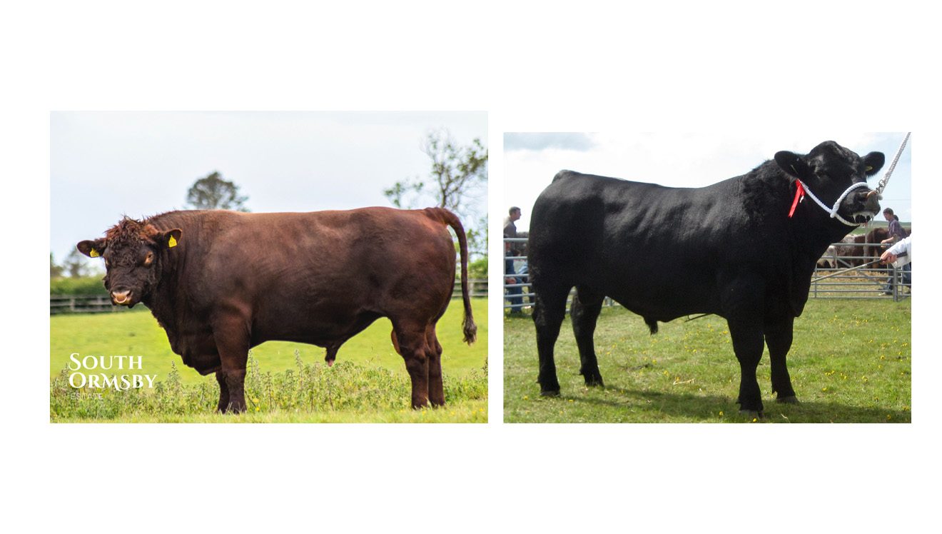 Lincoln Red & Aberdeen Angus bulls