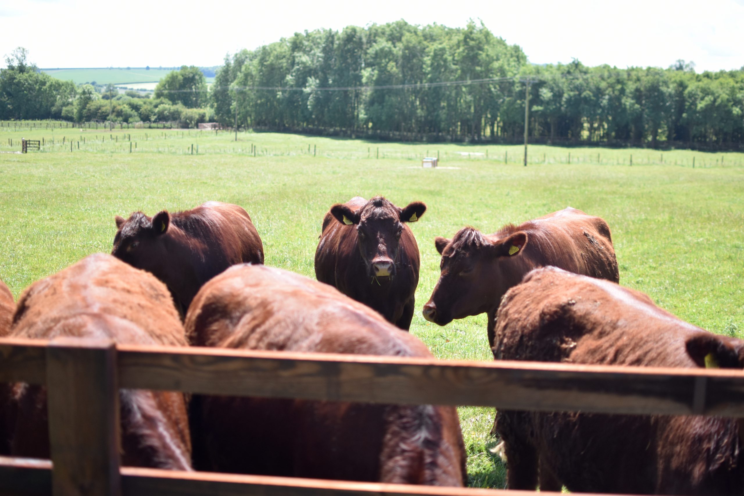 Lincoln red cattle in paddock