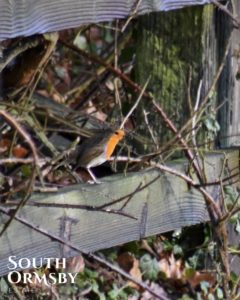 a robin perched on the fence at south ormsby