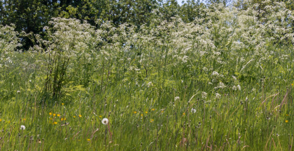 cow parsley