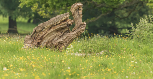 stump