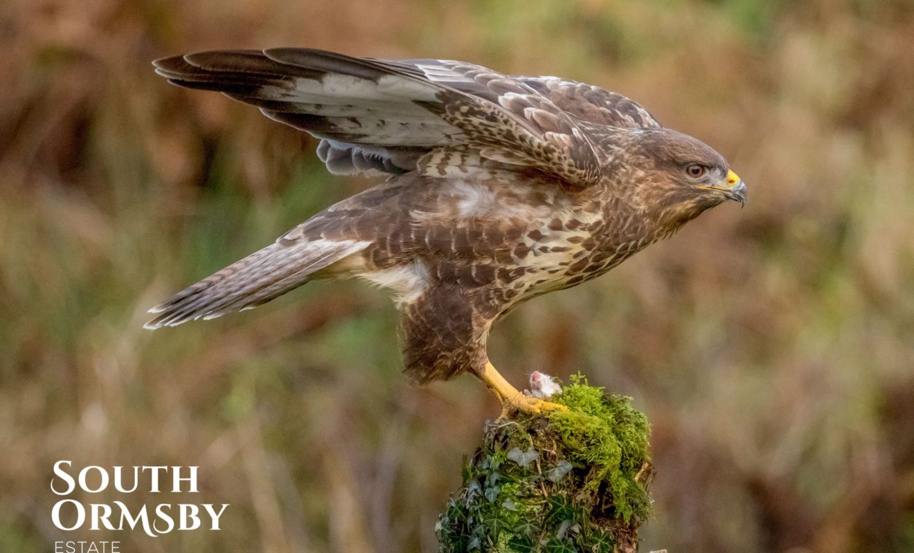 Buzzard