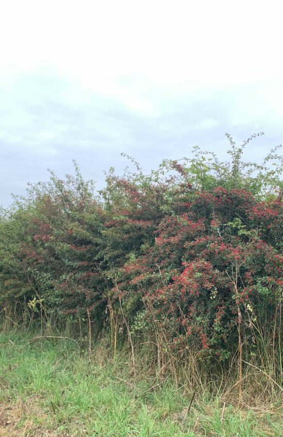 Hedgerow berries feed the birds