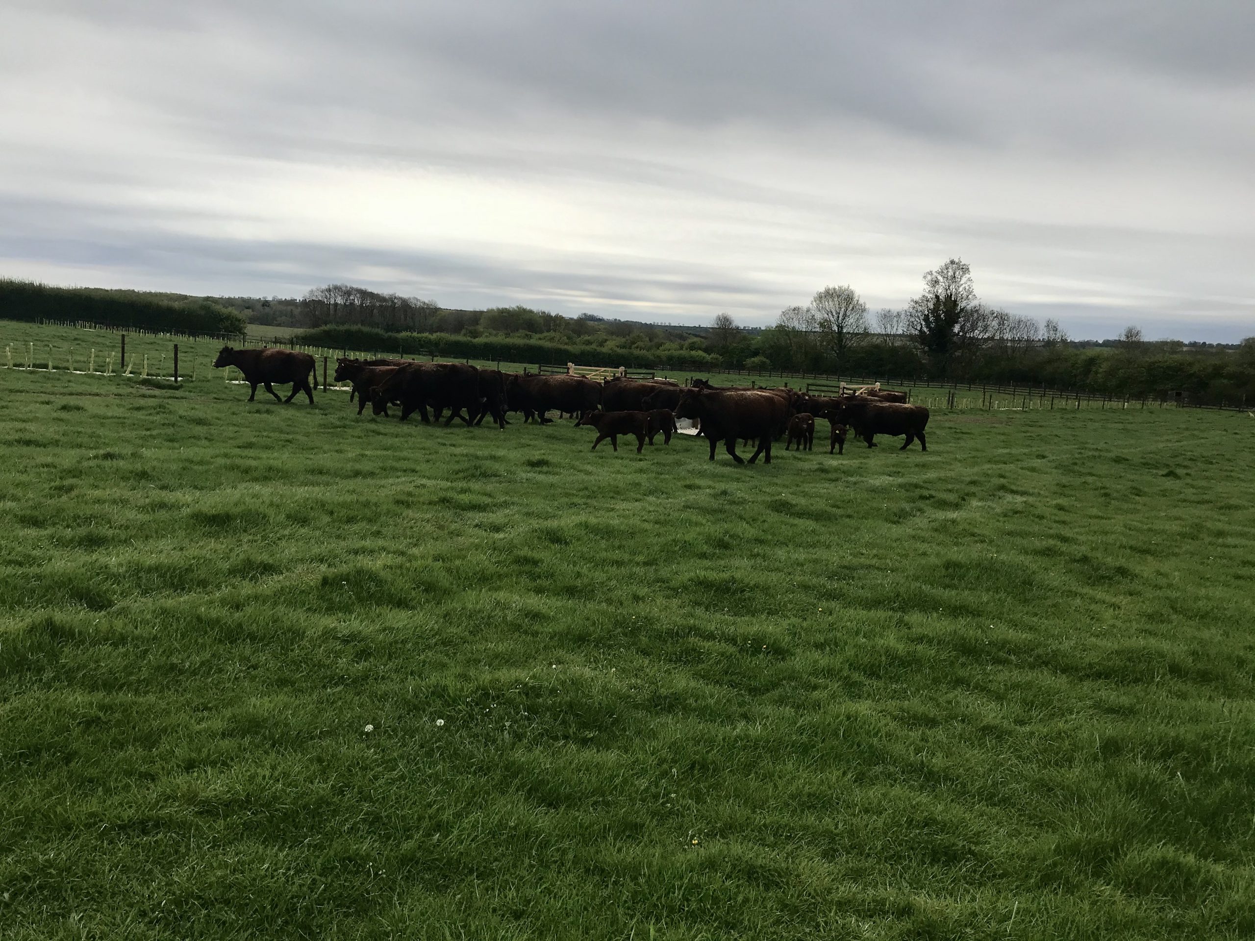 lincoln red herd in field