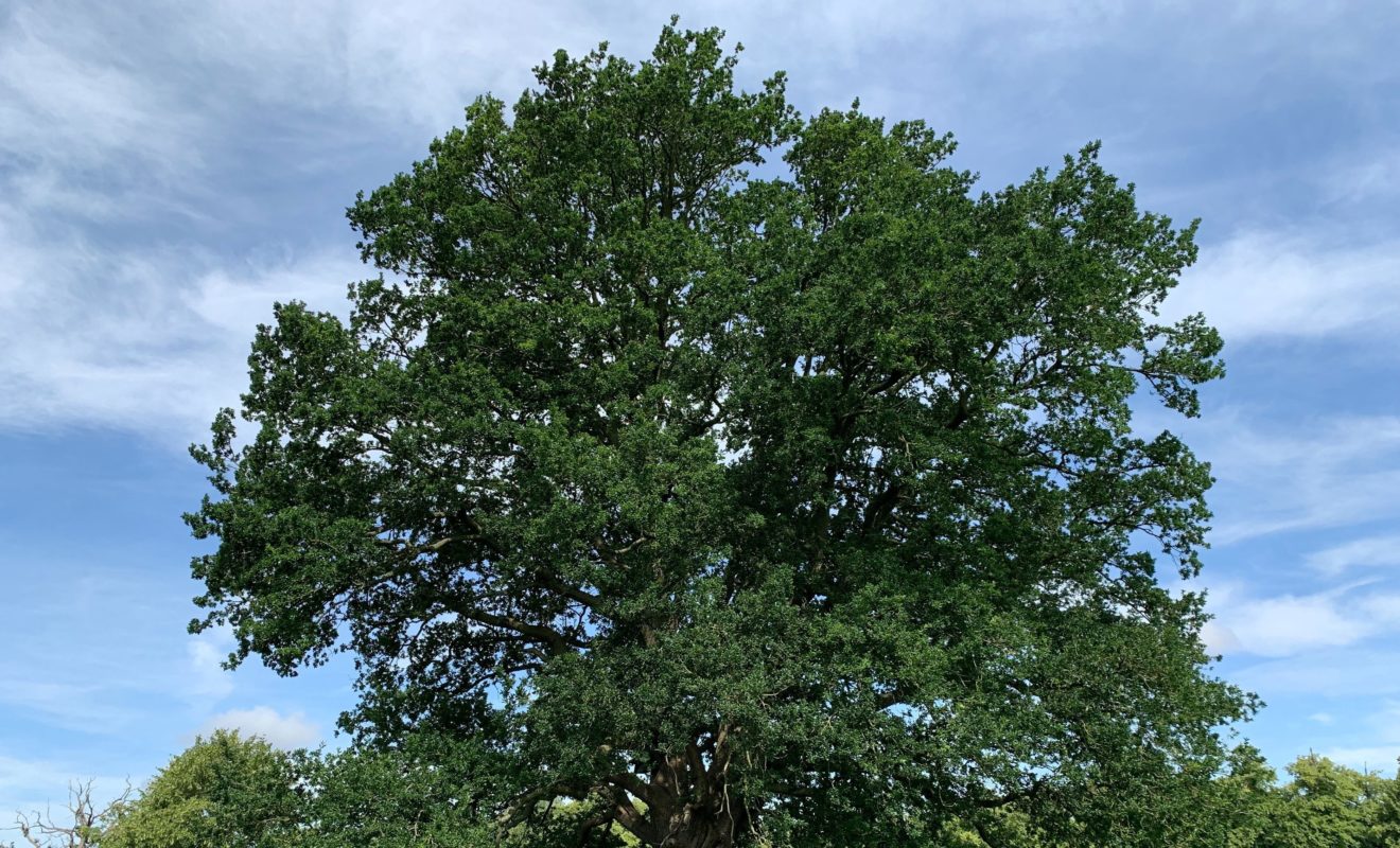 Large Tree