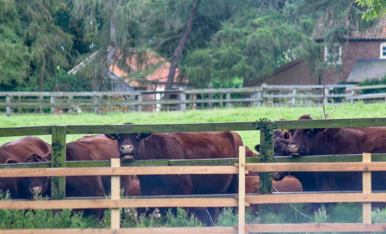 lincoln red cattle at sheep dip