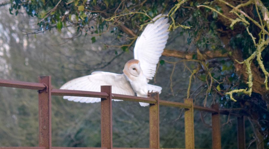 A Barn Owl shows off it's wings