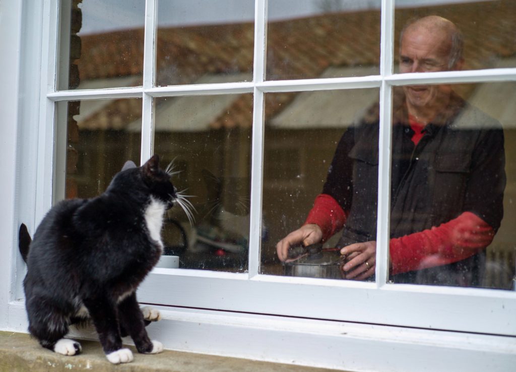 The cat peaking through the window