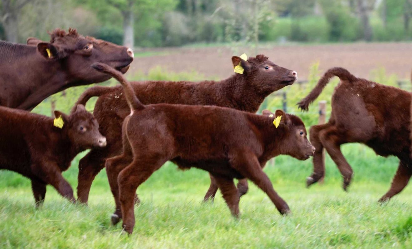 Our Lincoln Red herd in the fields this spring