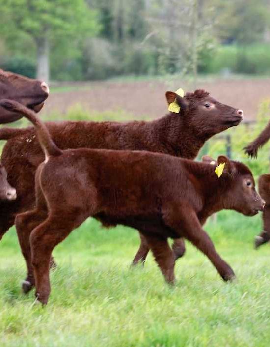 Cows Running