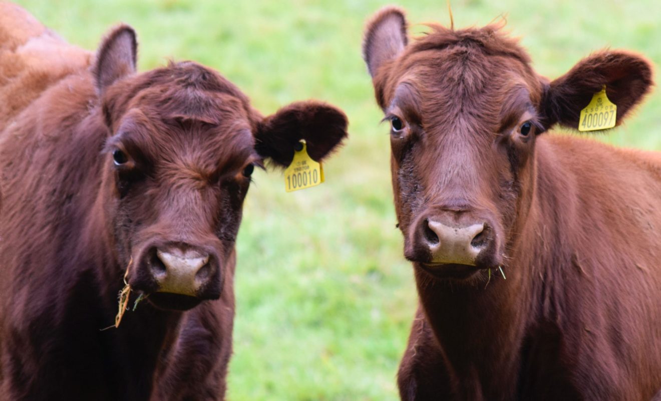 Two Lincoln Red Cattle in the Lincolnshire Wolds