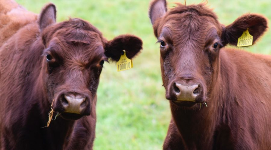 Two Lincoln Red Cattle in the Lincolnshire Wolds