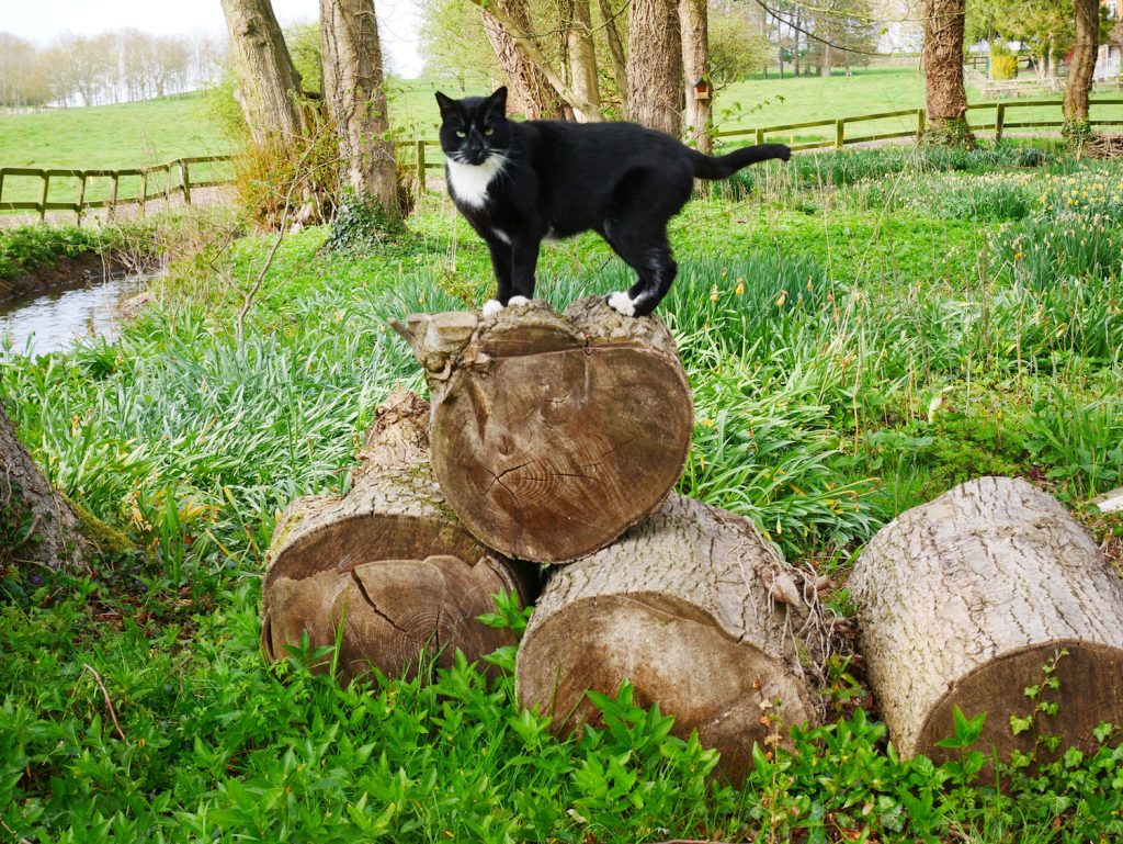 Marmite the cat posing on the logs