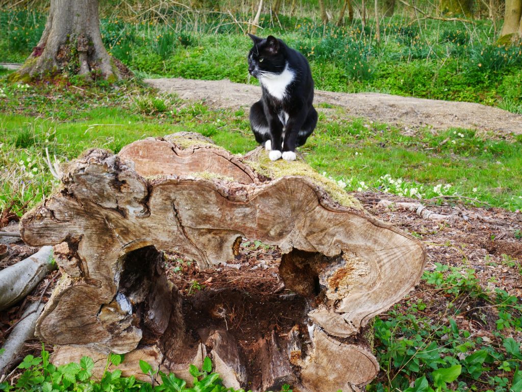 Marmite the cat posing on a log