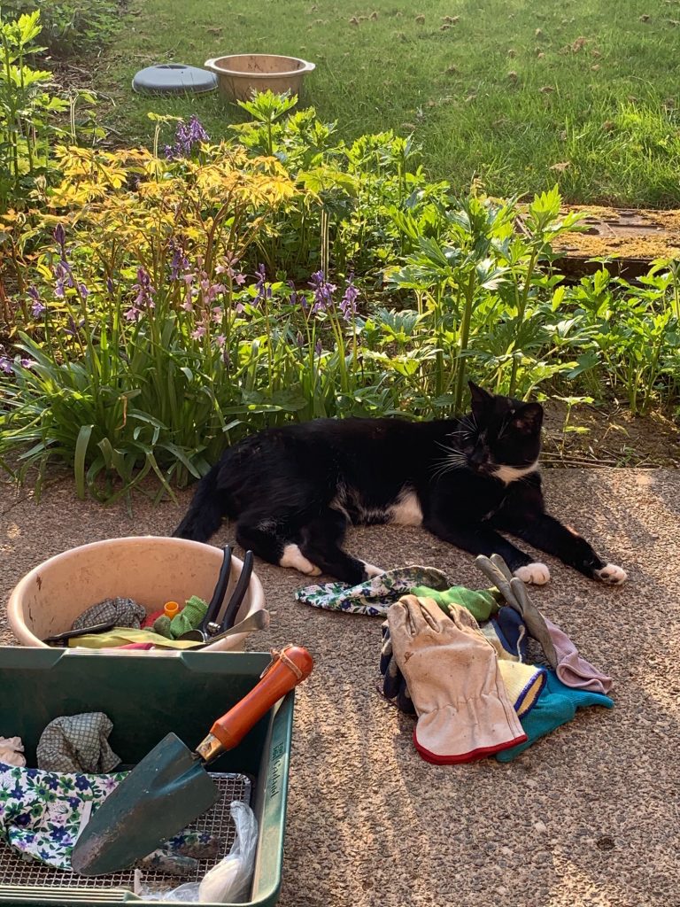 Marmite the cat relaxing in the garden