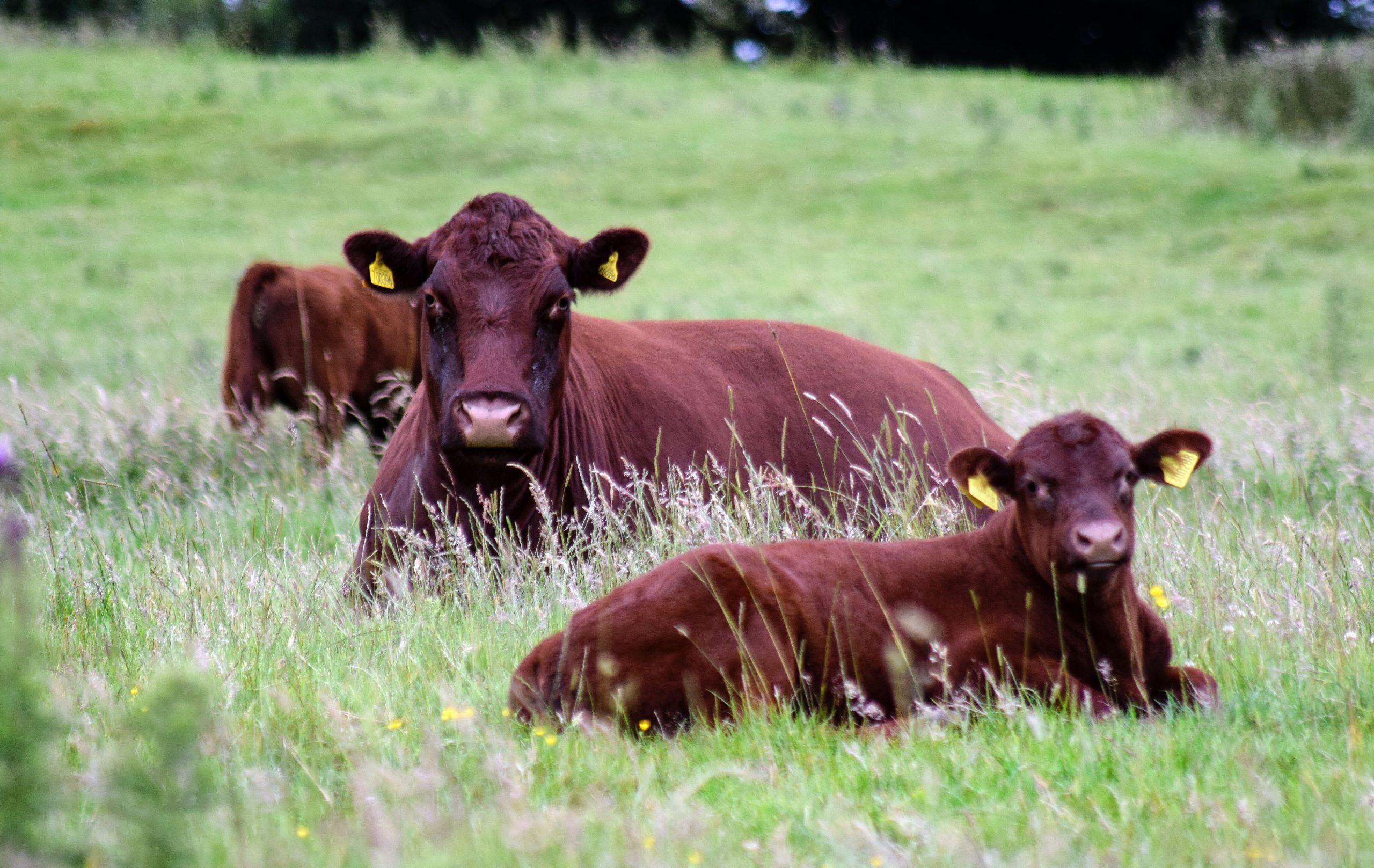 Lincoln Red Cows