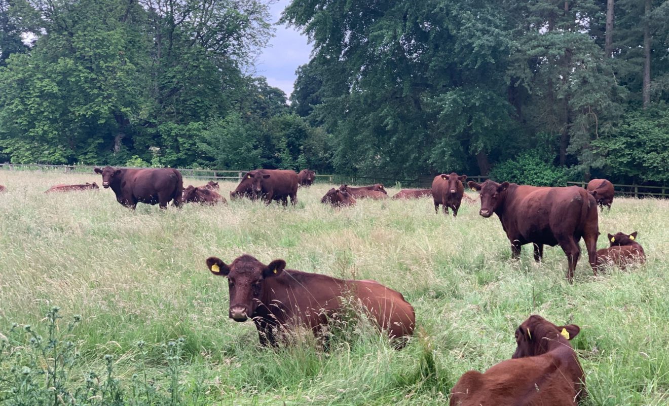 Lincoln Red Cattle resting at South Ormsby Estate