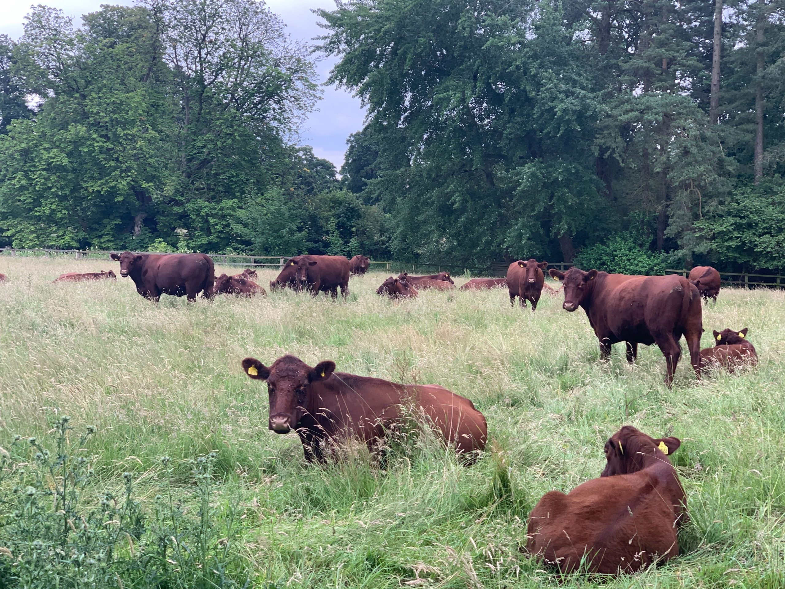 Lincoln Red Cattle resting at South Ormsby Estate