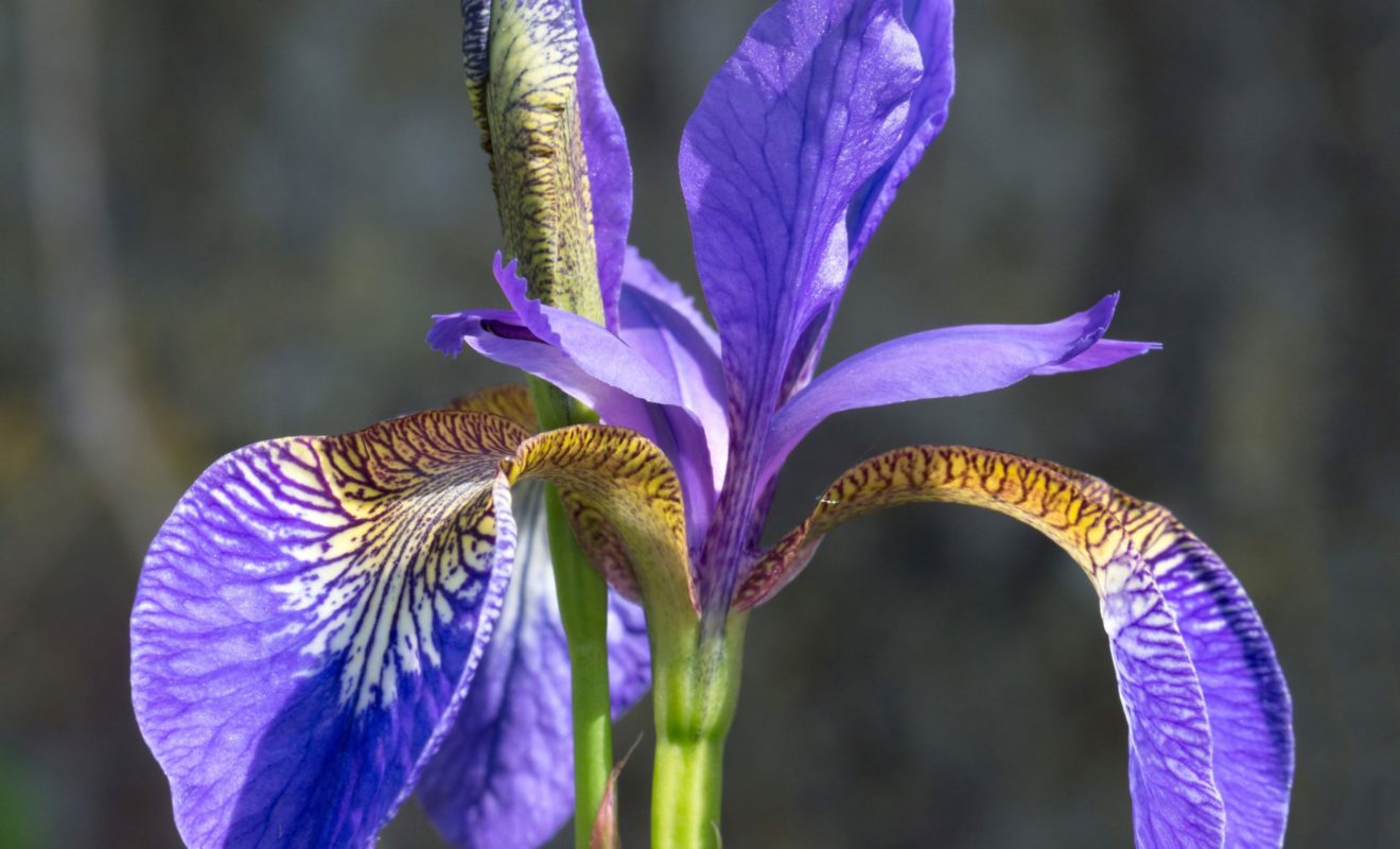 Purple bearded Iris