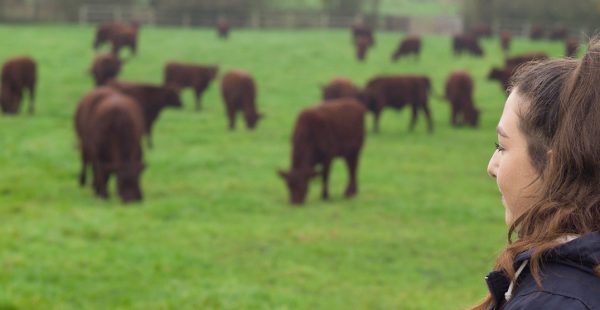 Keira Rhodes with Lincoln Red Cattle