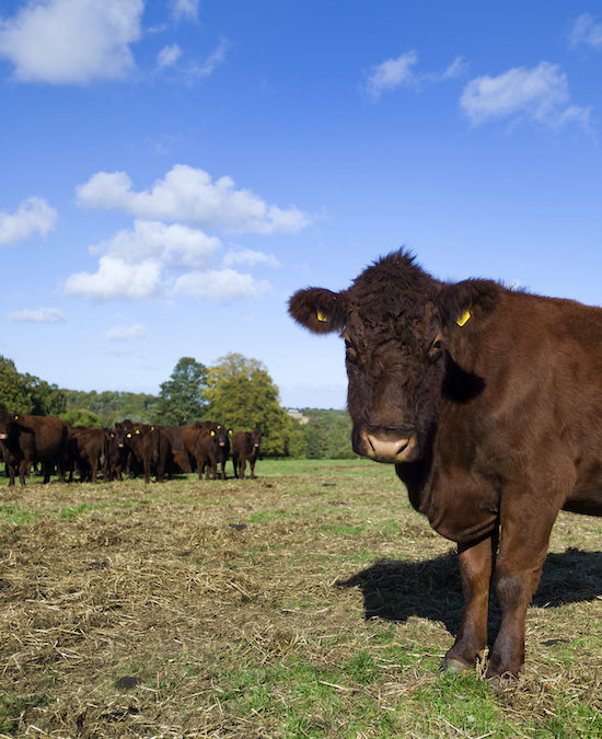 Cow Looking At Camera