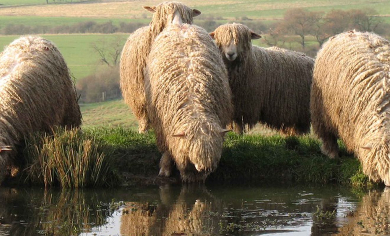 Lincoln Longwools drinking water from a pond