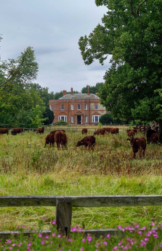 Lincoln Reds Grazing