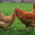 Lincolnshire Buff Chickens