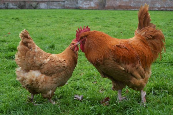 Lincolnshire Buff Chickens