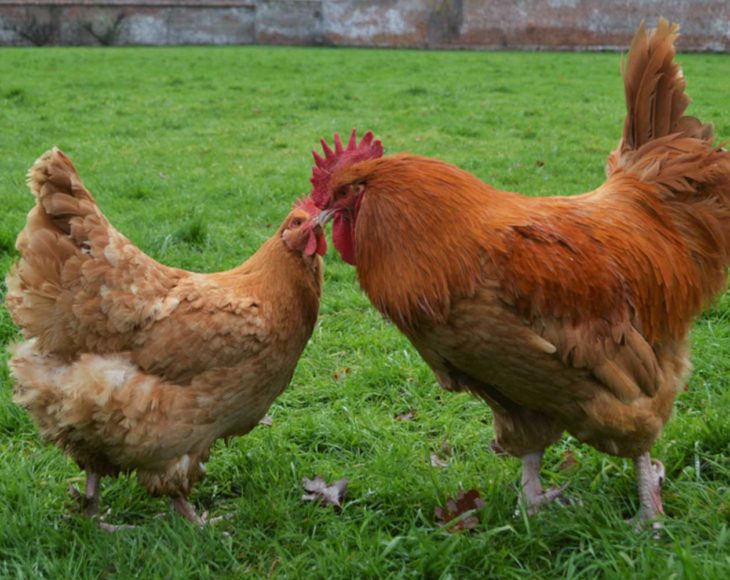 Lincolnshire Buff Chickens