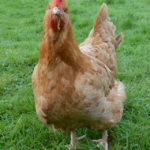 Lincolnshire Buff Chicken