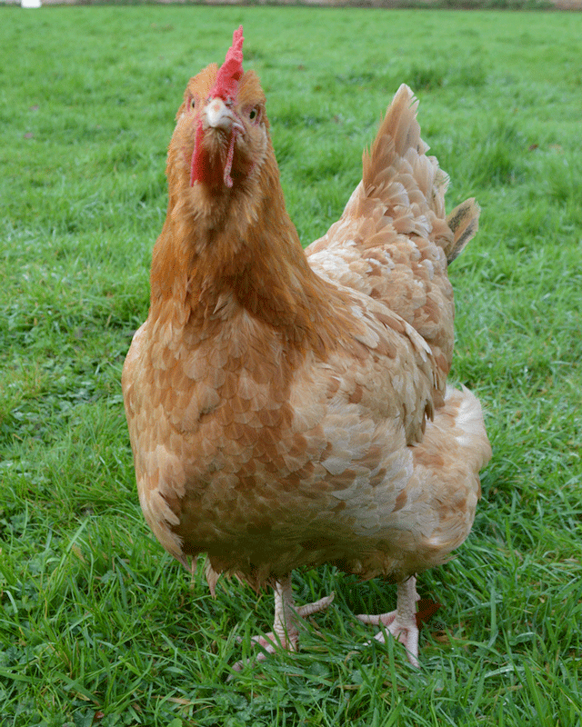 Lincolnshire Buff Chicken
