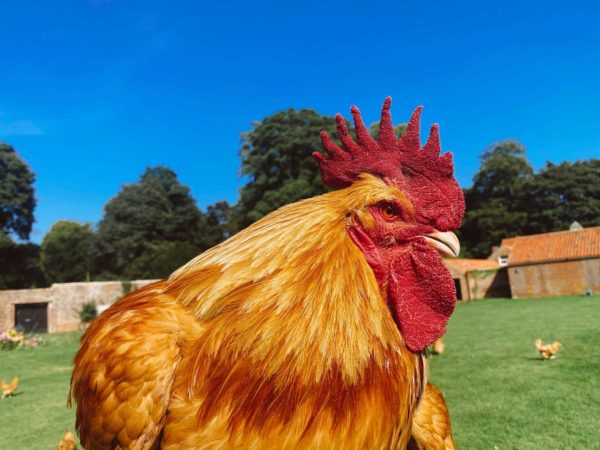 Lincolnshire Buff Chicken