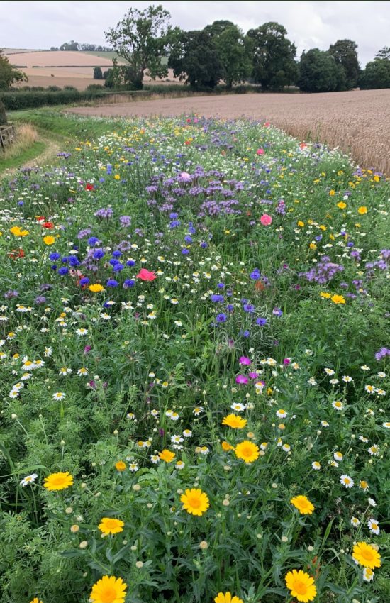 Organic Wildflowers