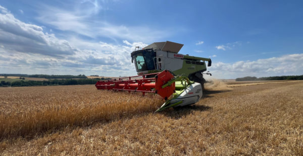 harvest