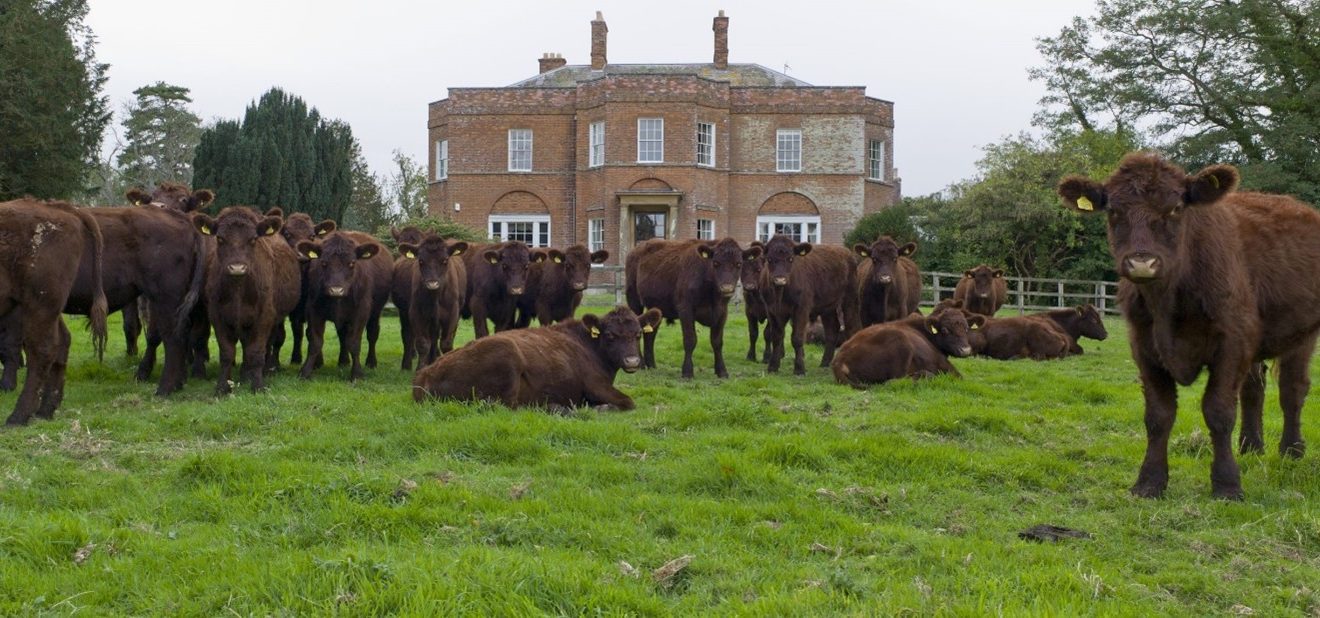 Lincoln Red cattle at South Ormsby Estate