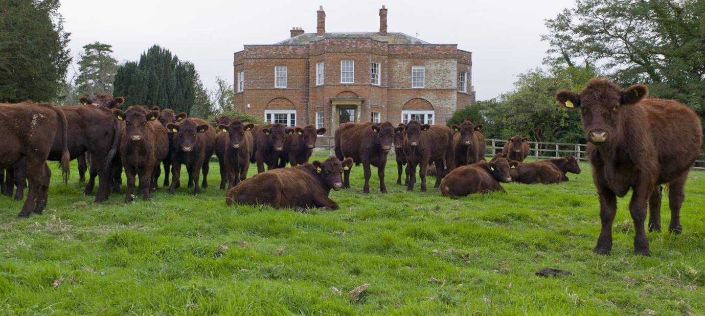 Lincoln Red cattle at South Ormsby Estate