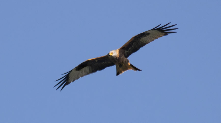 Redkite bird against a blue sky