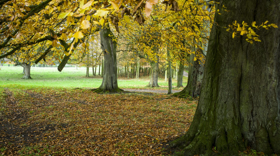 South Ormsby Estate in autumn - close up of wooded area with fallen leaves on the floor