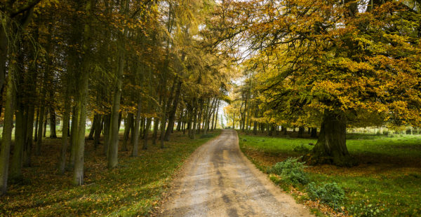 The woods at South Ormsby Estate during Autumn