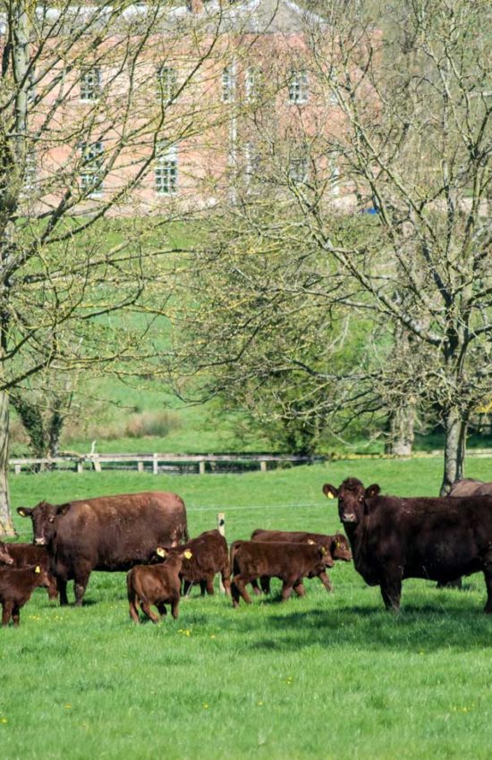 The Lincoln Red Herd grazing at the Estate