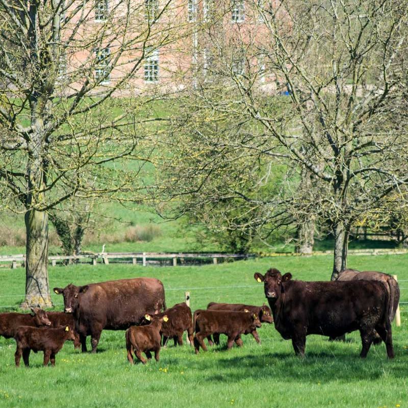 The Lincoln Red Herd grazing at the Estate