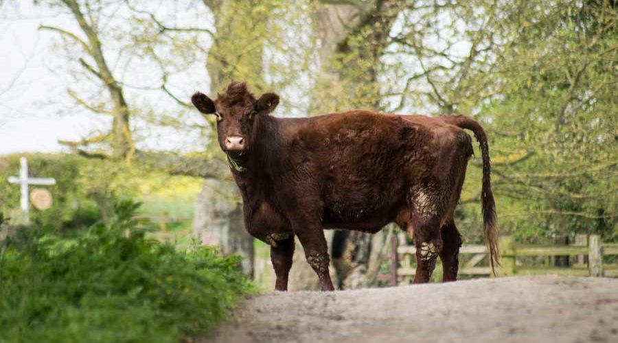 Lincoln Red Cattle at South Ormsby Hall